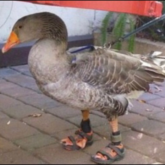 Meet your Posher, Maddie - Picture 1 of 1